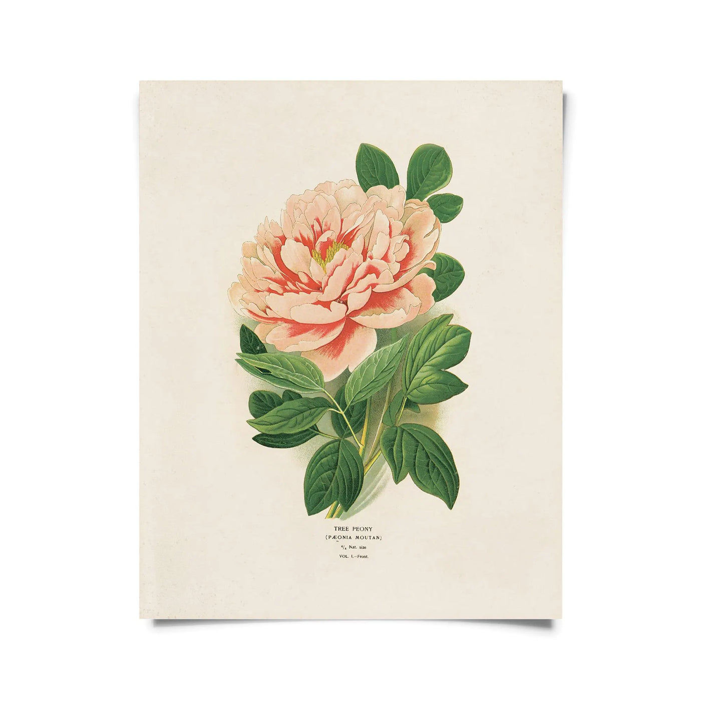 Medium Botanical Prints 11” x 14” | Various Prints