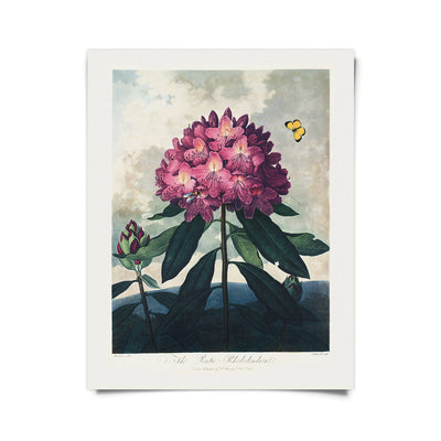 Medium Botanical Prints 11” x 14” | Various Prints