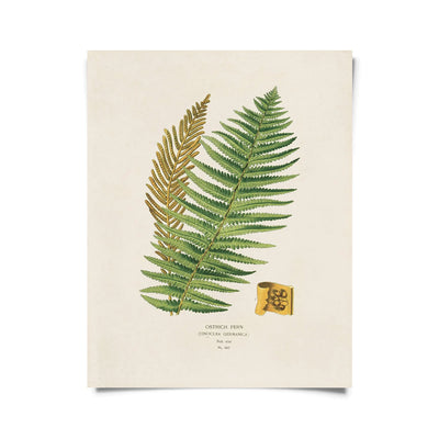 Large Botanical Prints 16” x 20” | Various Prints