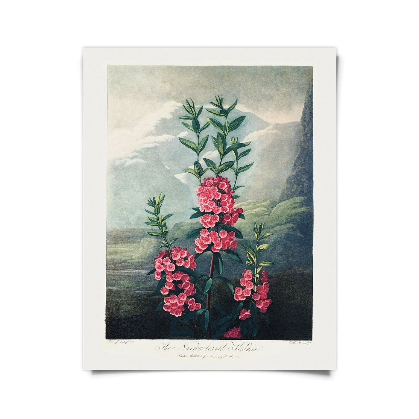 Small Botanical Print 8” x 10” | Various Prints