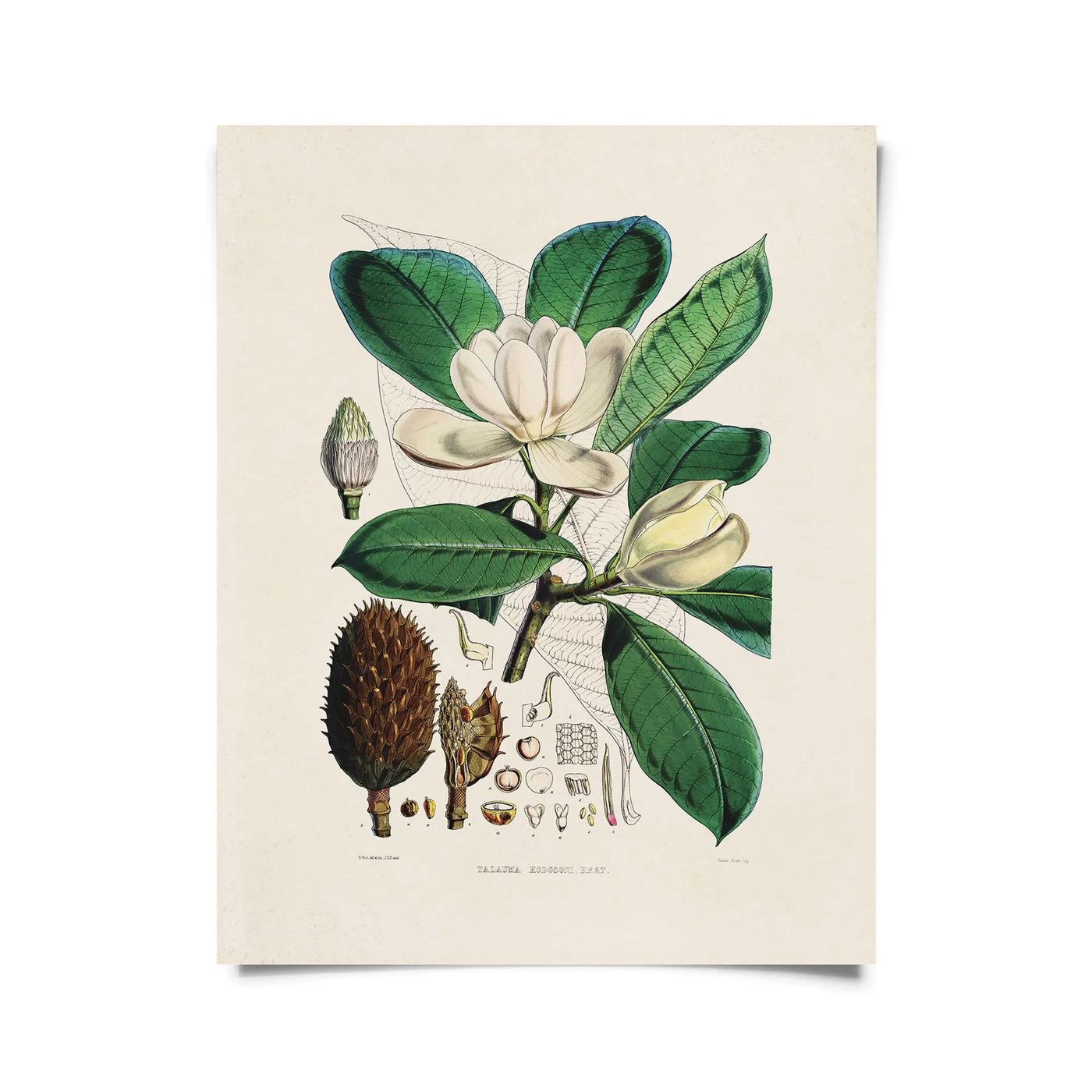 Small Botanical Print 8” x 10” | Various Prints