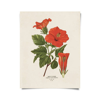 Medium Botanical Prints 11” x 14” | Various Prints