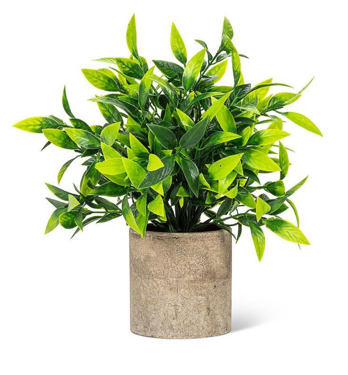 Abbott | Green Leaf Plant in Pot