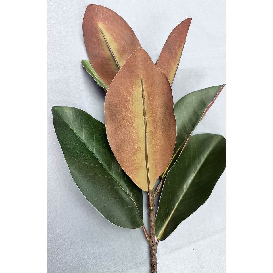 Abbott | Magnolia Leaves